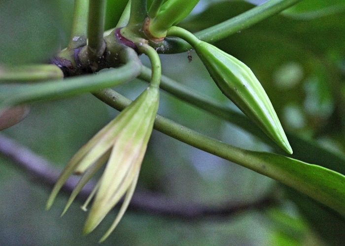 Australian Coastal Plants Rhizopheraceae